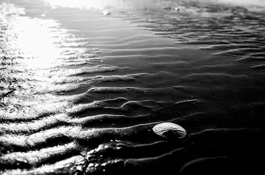 The Sand Dollar Photograph by Kelly Hayner | Fine Art America