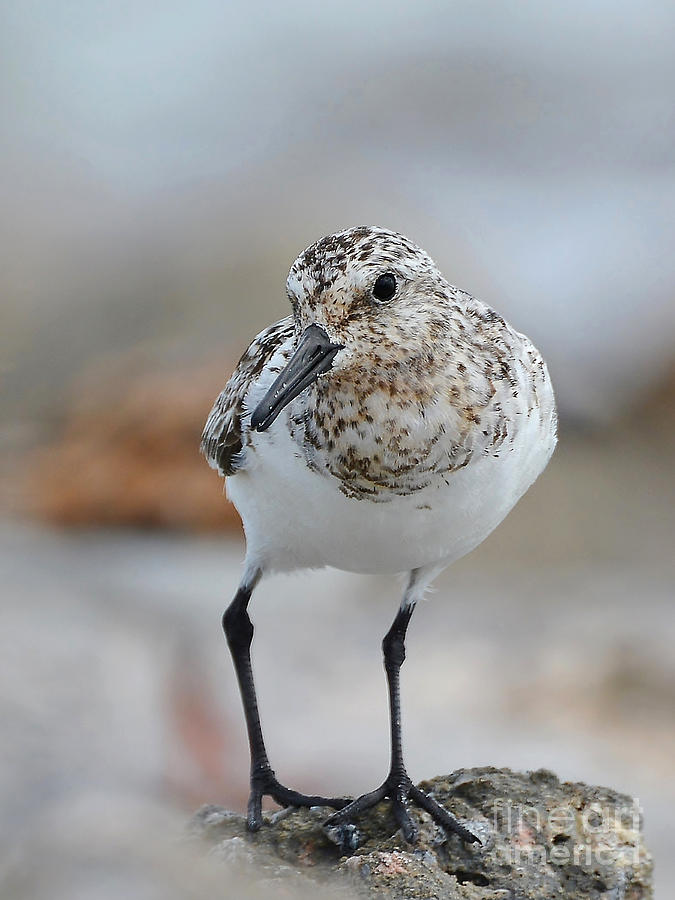 The Sanderling Photograph by Kathy Baccari