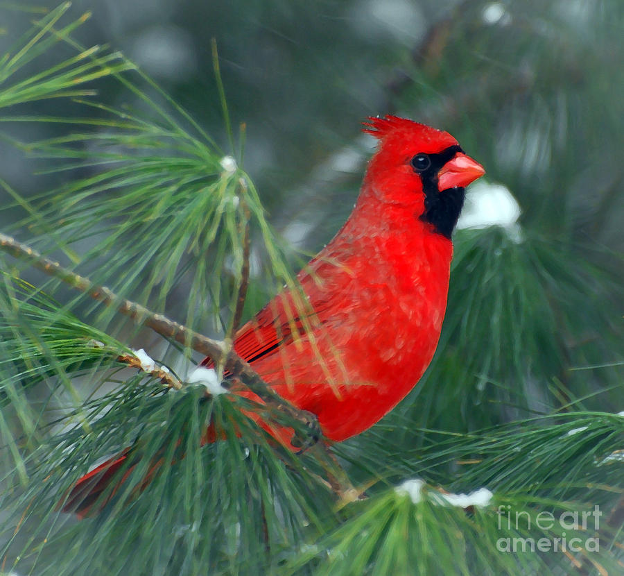 The Santa Bird Photograph by Kerri Farley