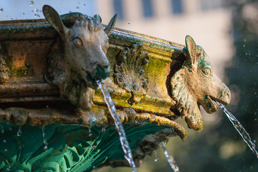 The Scanlan Fountain Goats Photograph by Tim Stanley