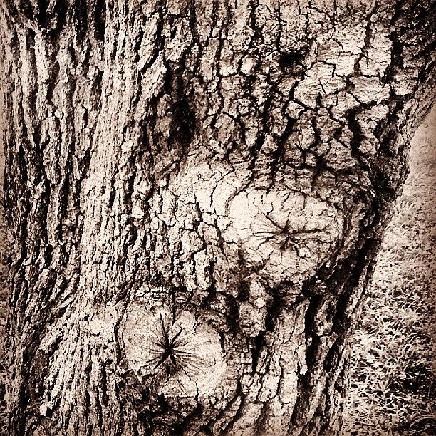 Nature Photograph - The Scarification Of Wounds. #bark by Lydia Gottardi