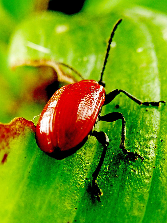 The Scarlet Lilly Beetle Photograph by Steve Taylor