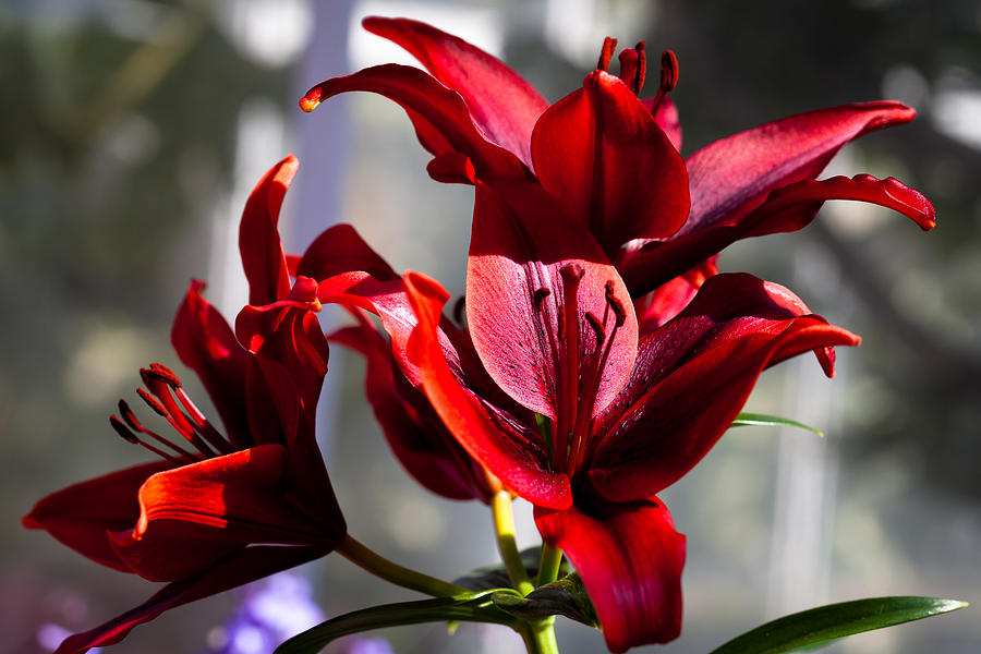The Scarlet Lily Photograph