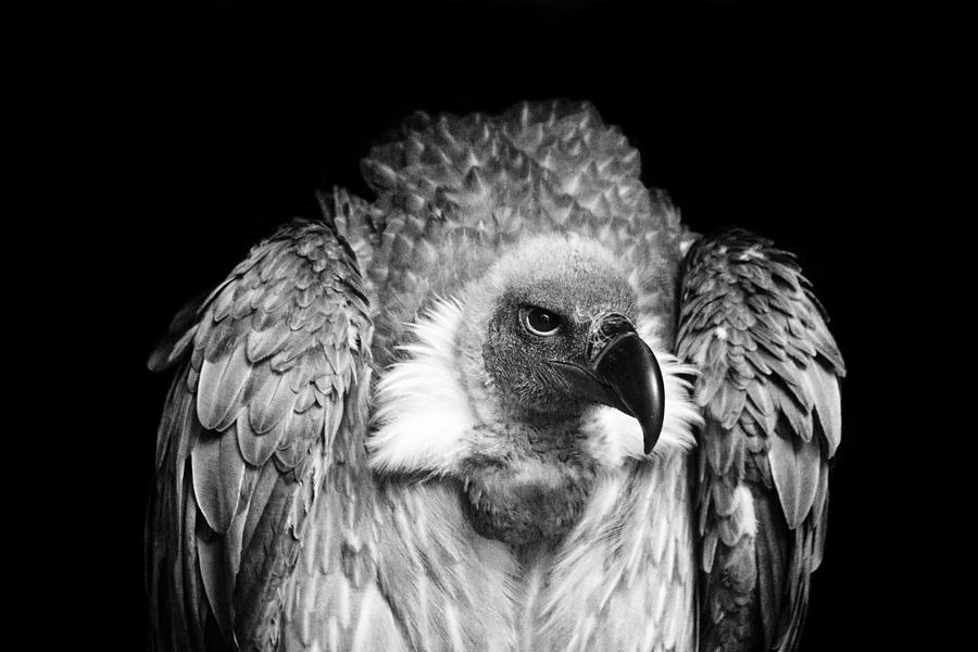 Vulture Photograph - The Scavenger by Chris Whittle
