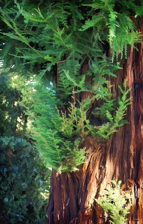 Cedar Trees Photograph - The Scent of Cedar by Kandy Hurley