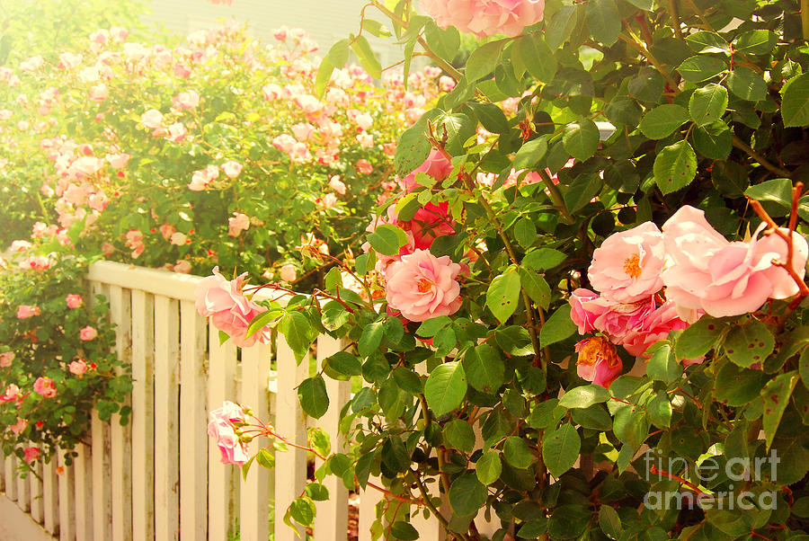 Summer Photograph - The Scent of Roses and a White Fence by Sabine Jacobs