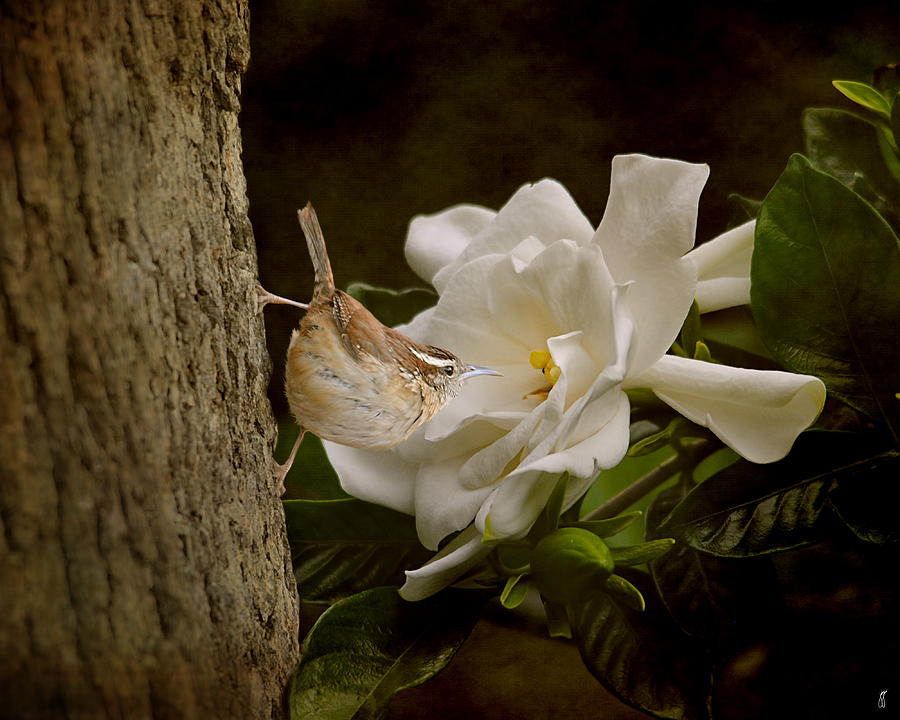 Bird Photograph - The Scent of the Gardenia by Jai Johnson
