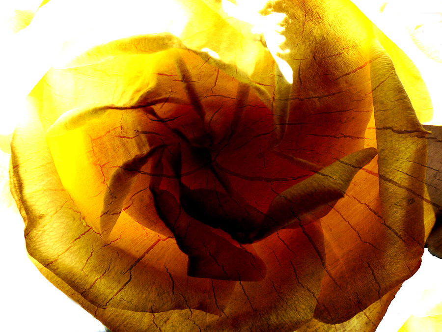 Abstract Photograph - The Scorched Rose by Steve Taylor