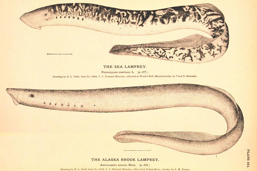 The Sea Lamprey and The Alaska Brook Lamprey Drawing by Brian Long Pixels