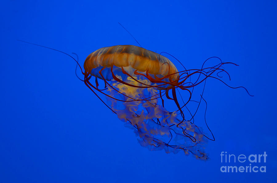 The Sea Nettle Photograph by Kathy Baccari