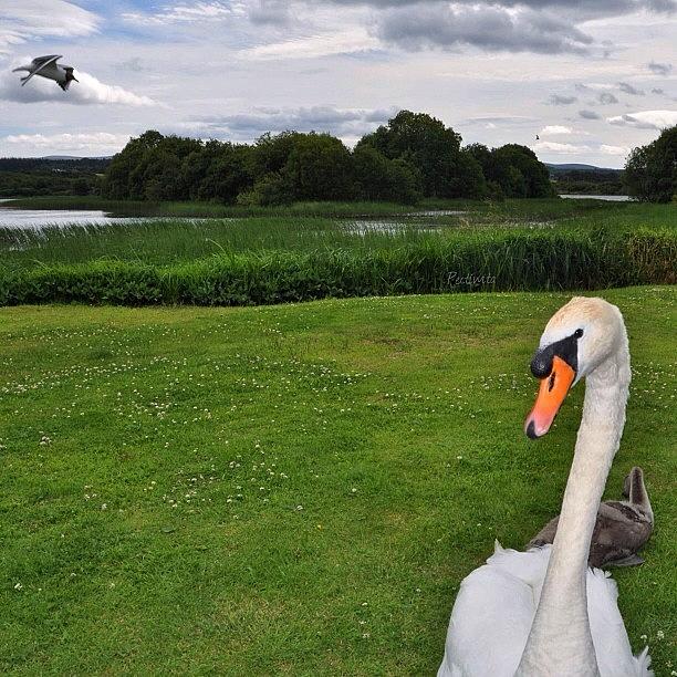 The Seagull & The Swan Photograph by Deb Maciver