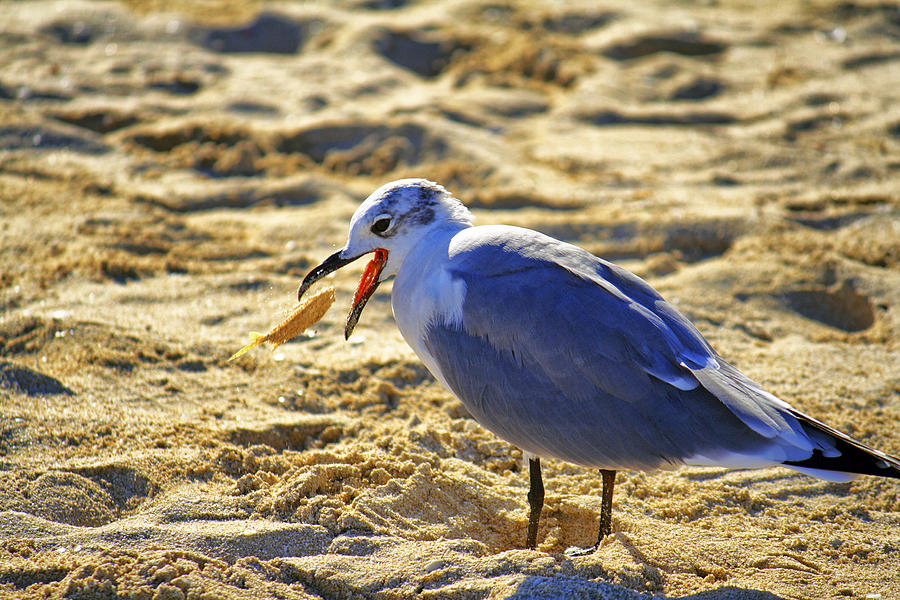 The Seagull and His Sand-Crusted Fish 1 of 3 Photograph by Jason Politte
