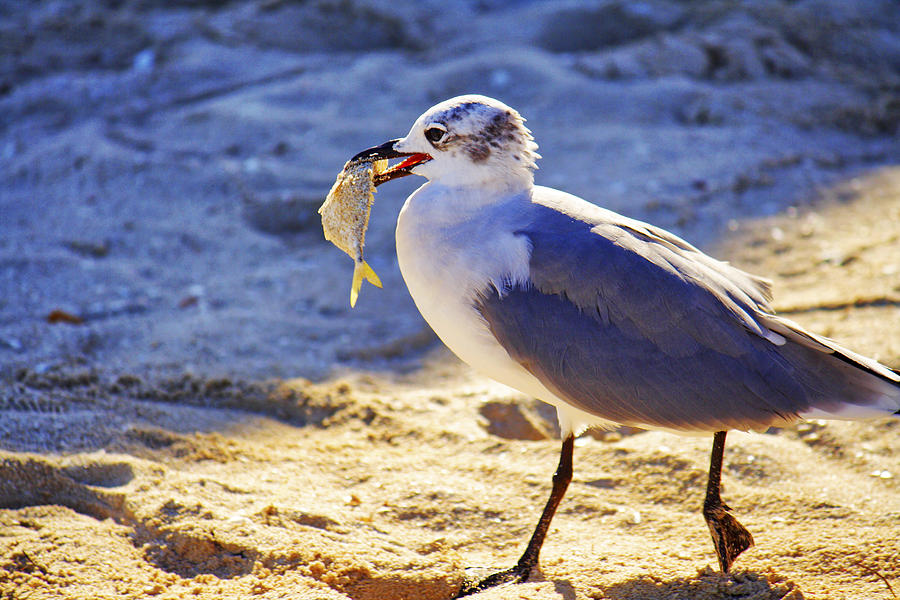 The Seagull and His Sand-Crusted Fish 2 of 3 Photograph by Jason Politte