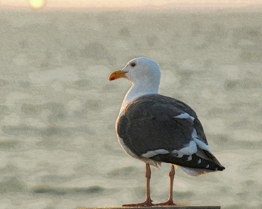 The Seagull Photograph by Ernest Echols