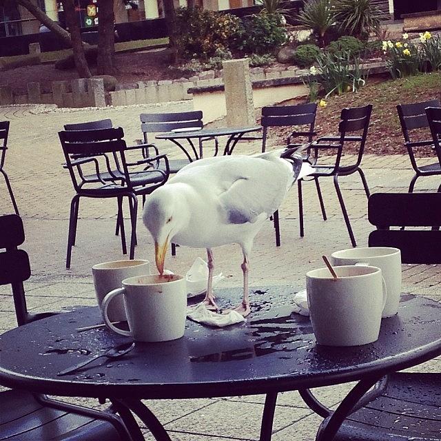 The Seagull Loves Coffee ☕️ Photograph by Carla  Turun