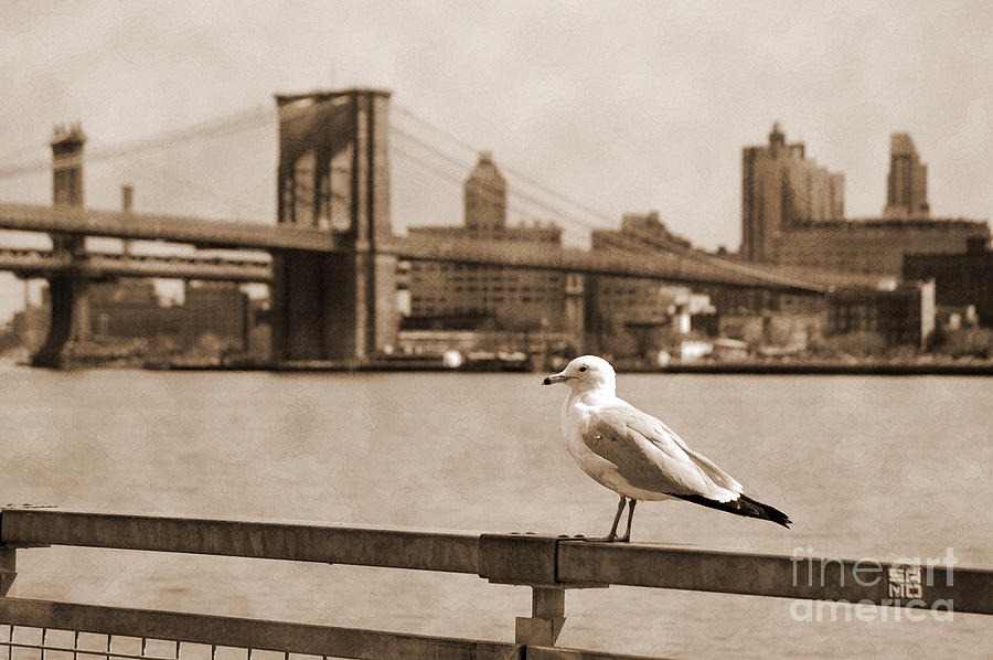 Brooklyn Bridge Photograph - The seagull of the Brooklyn Bridge vintage look by RicardMN Photography