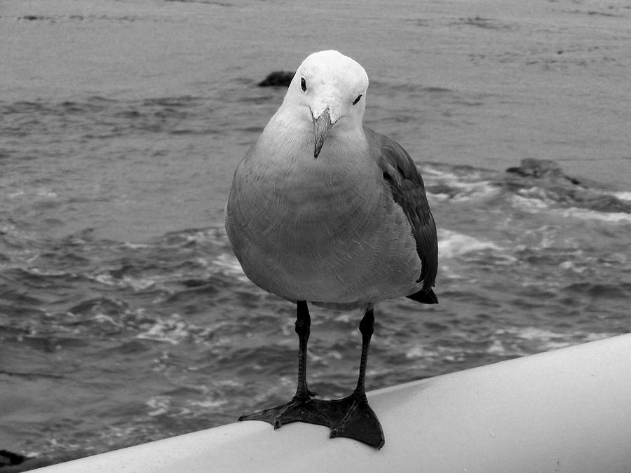Seagull Photograph - The Seagull by Richard J Cassato
