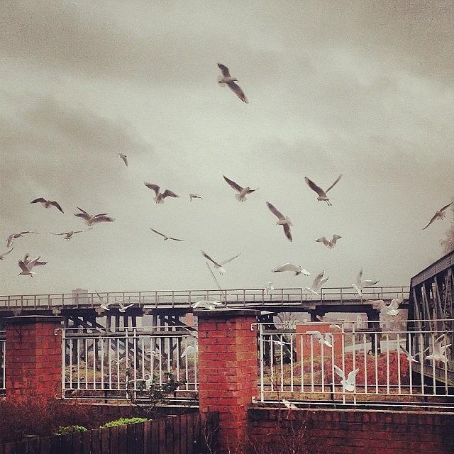 The Seagulls Are Coming!!! #thebirds Photograph by Michael Edwards