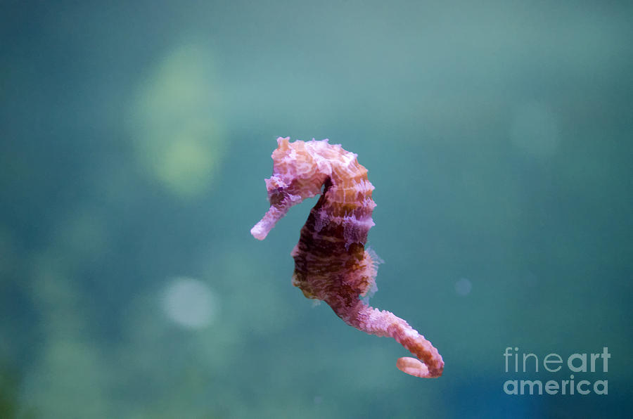 The Seahorse Photograph by Nate Heldman