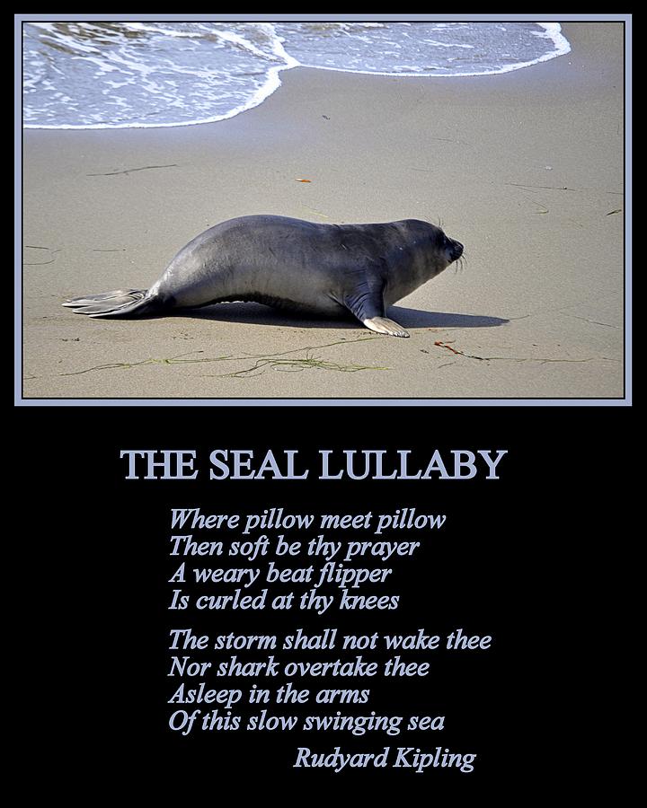 The Seal Lullaby Photograph by AJ  Schibig