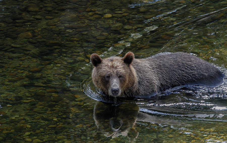 Wildlife Photograph - The Search for Salmon by Tim Bryan
