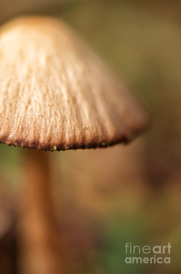 Mushroom Photograph - The Secret World of Shroooms by Lois Bryan
