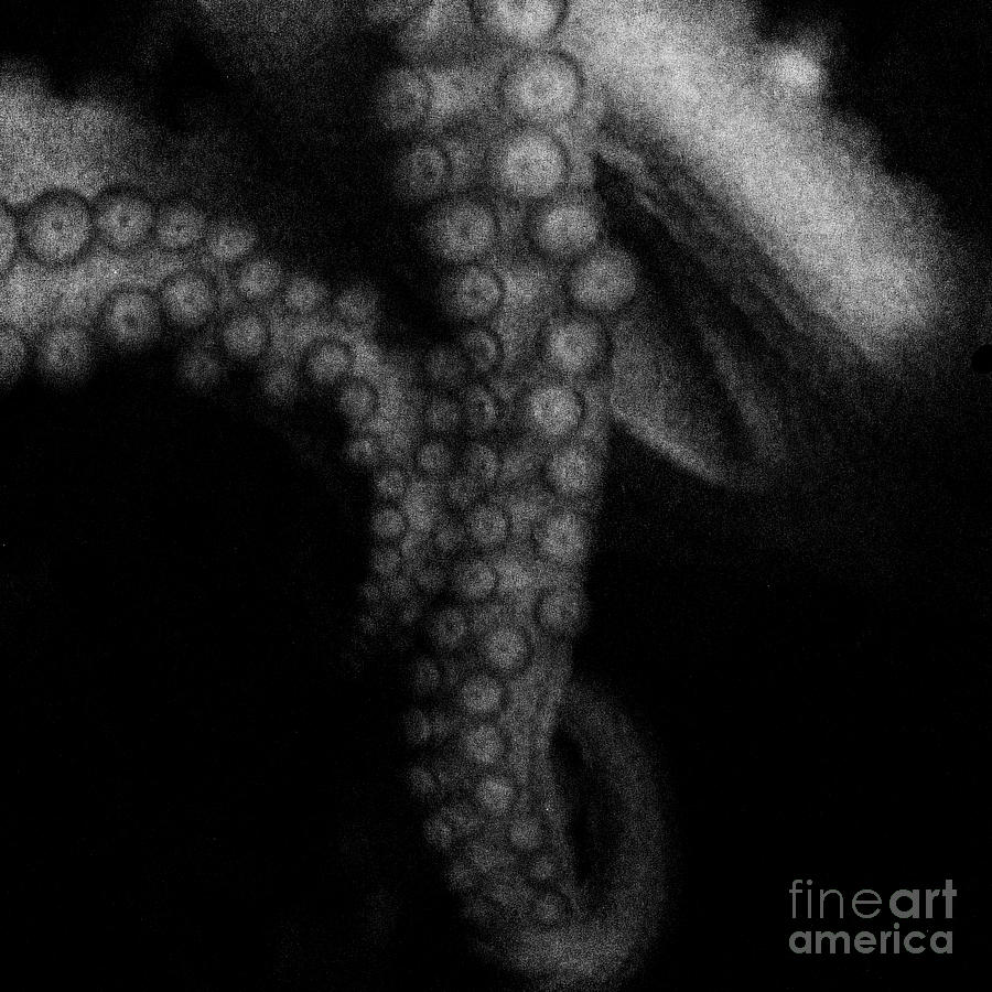Octopus Photograph - The Seduction by Sharon Kalstek-Coty