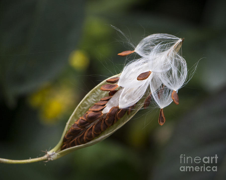 Butterfly Photograph - The Seed by Dorothy Hilde