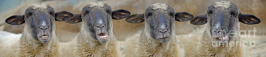 The Sensational Singing Sheep Photograph by Jim Fitzpatrick