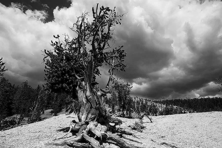 The Sentinel Photograph by Rudy DeVeau - Fine Art America