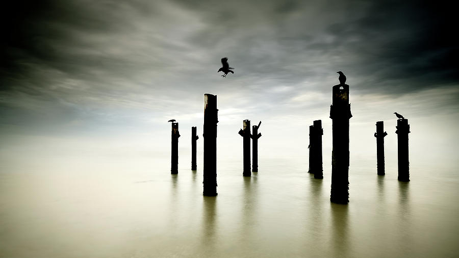 Crow Photograph - The Sentinels by Paulo Dias
