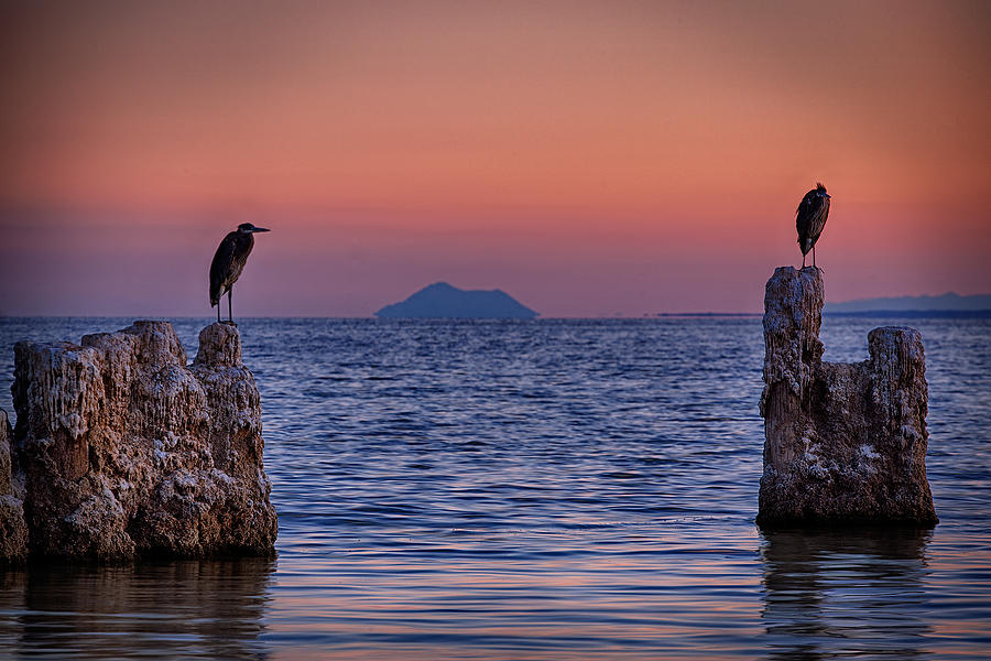 Bird Photograph - The Sentinels  by Peter Tellone