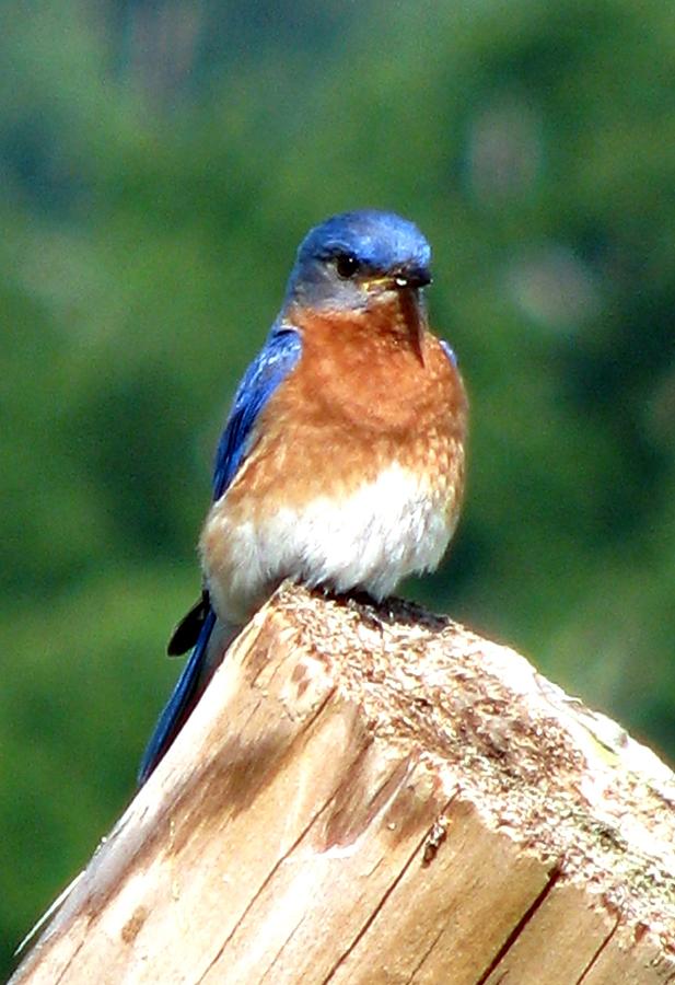 Bird Photograph - The Serendipitous Bluebird by Angela Davies