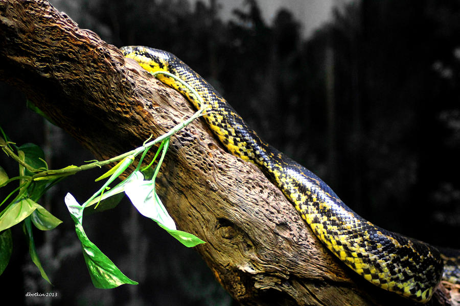 The Serpent Photograph by Dick Botkin