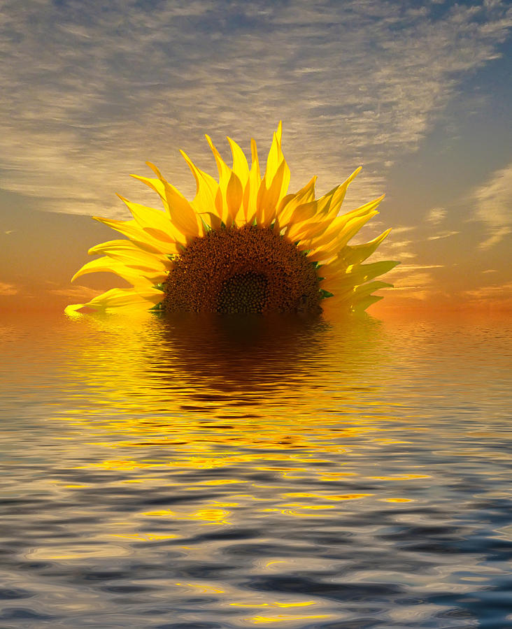 The Setting Sun-Flower 2 Photograph by Geraldine Alexander