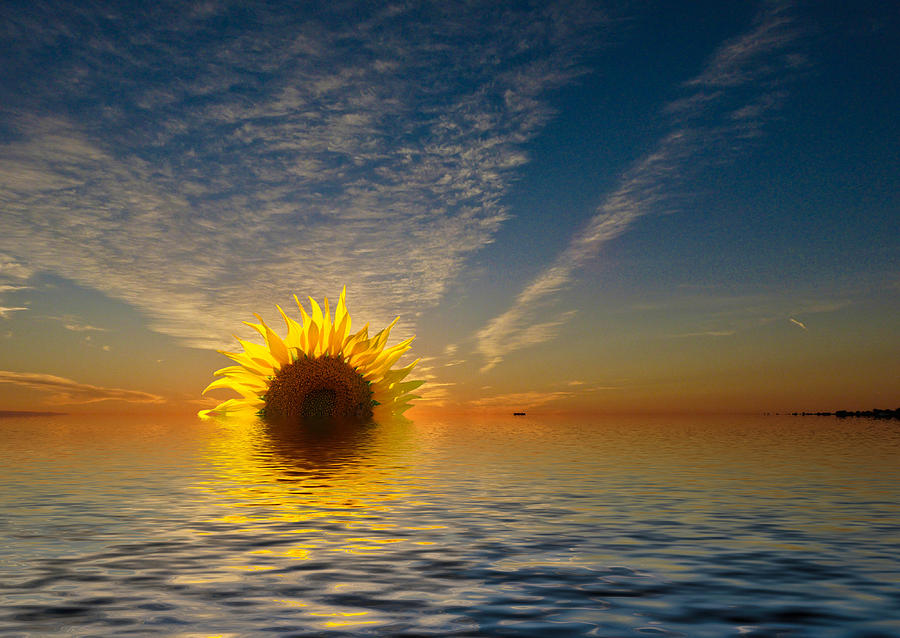 The Setting Sun-Flower Photograph by Geraldine Alexander