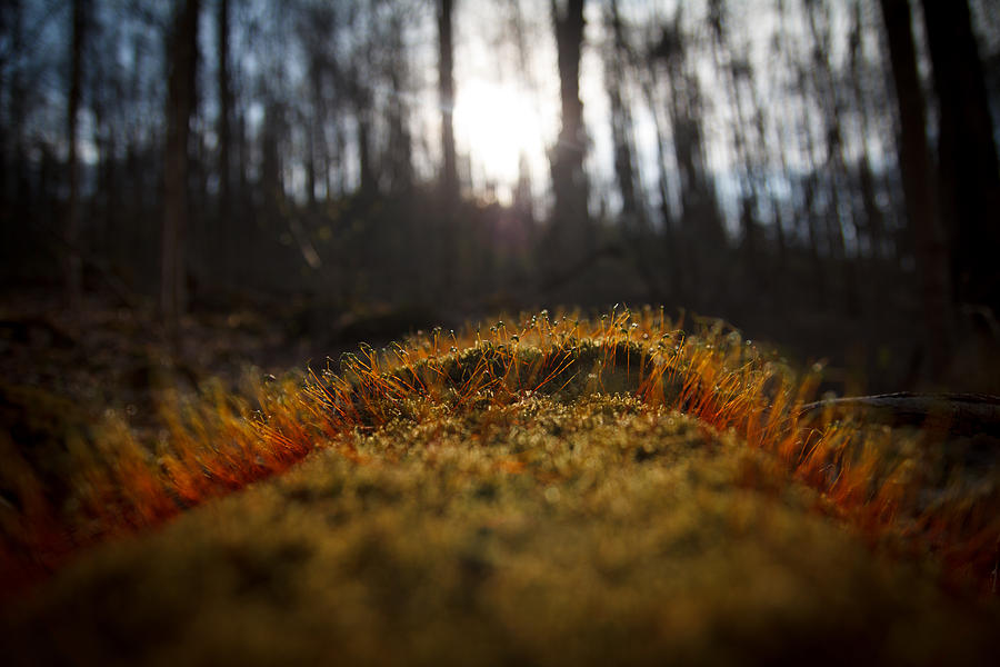 Moss Photograph - The setting sun by Shane Holsclaw