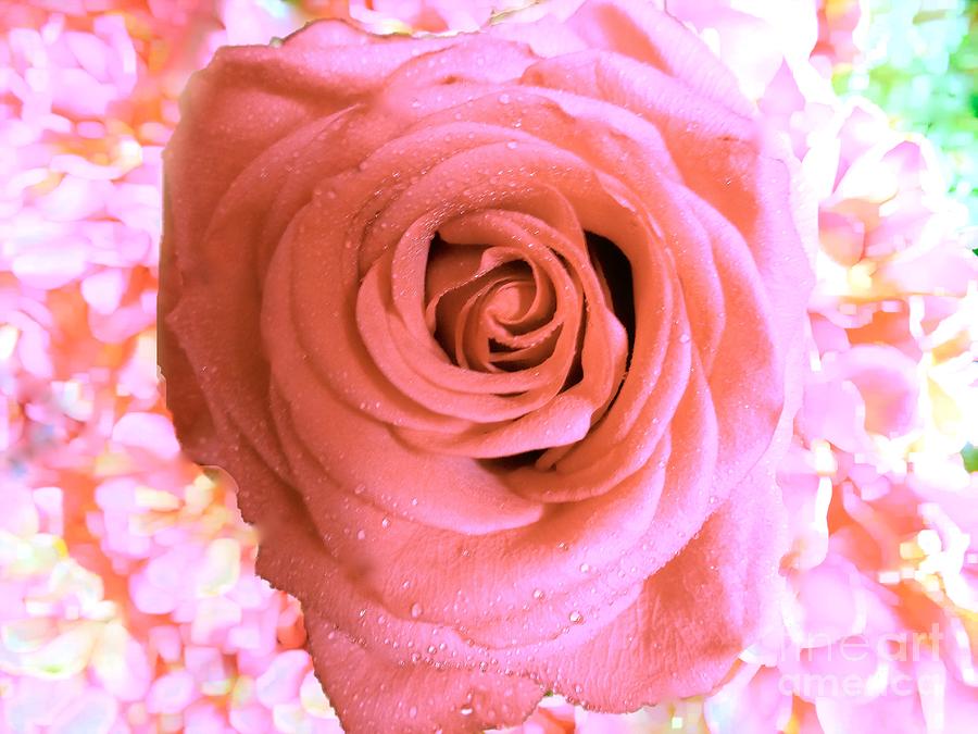 The Shabby Pink Rose  Photograph by Saundra Myles