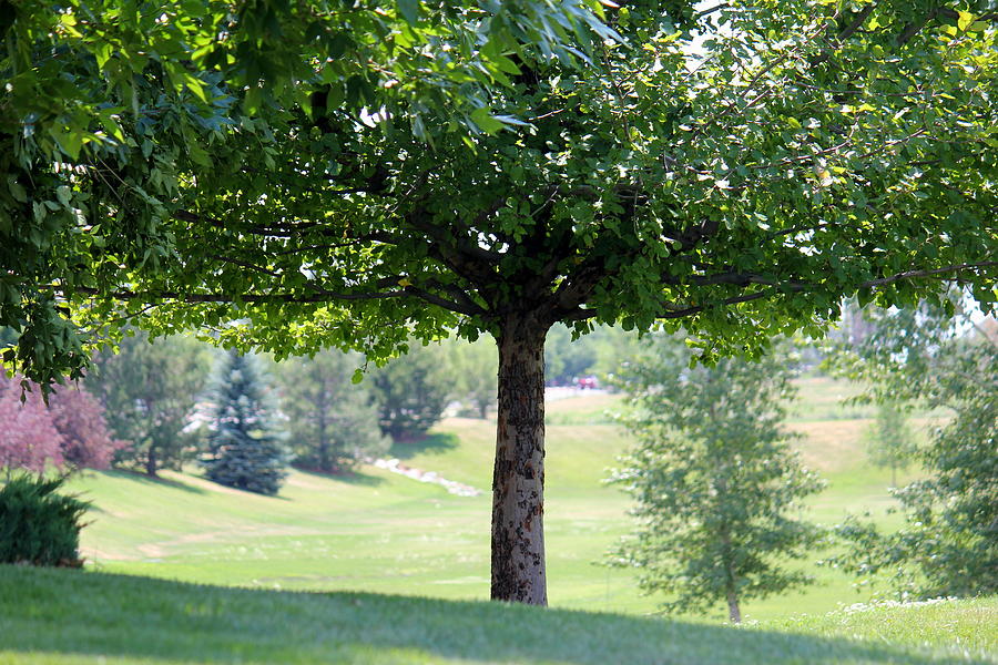 The Shade Tree Photograph by Trent Mallett