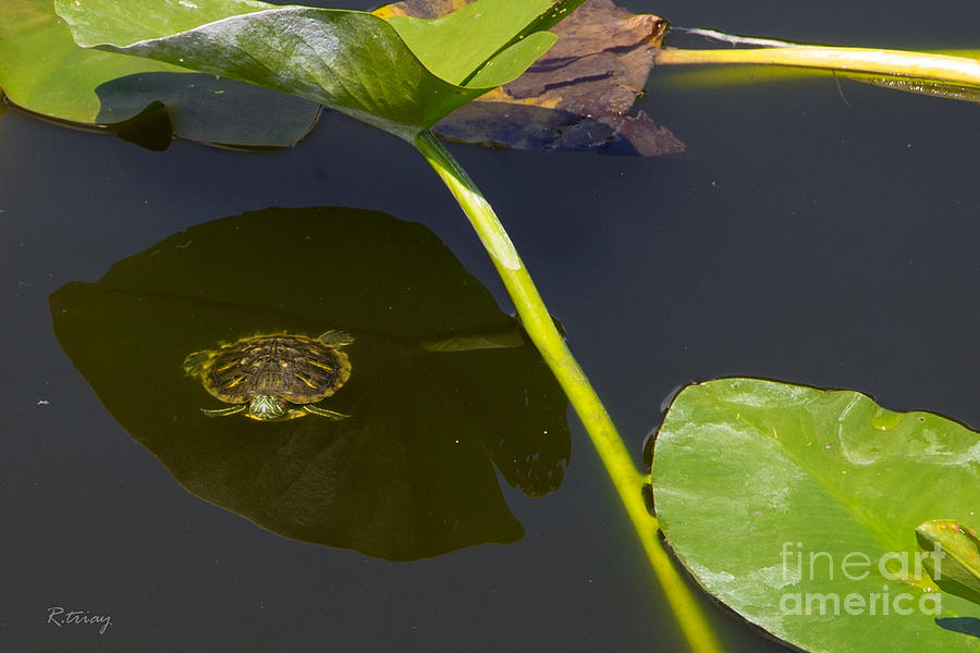 The Shaded Turtle Photograph by Rene Triay FineArt Photos