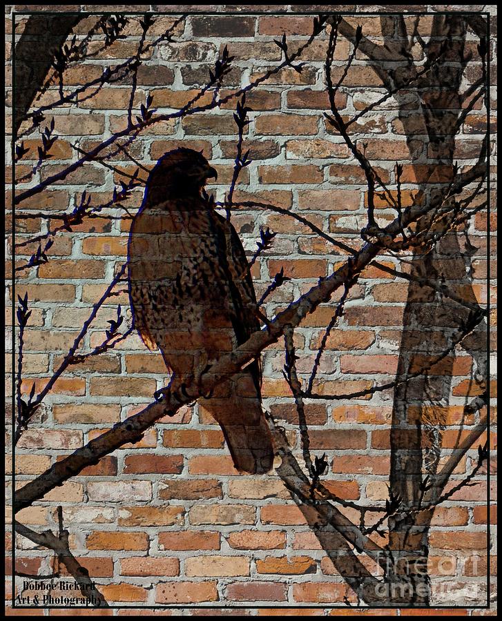 Hawk Photograph - The Shadow by Bobbee Rickard