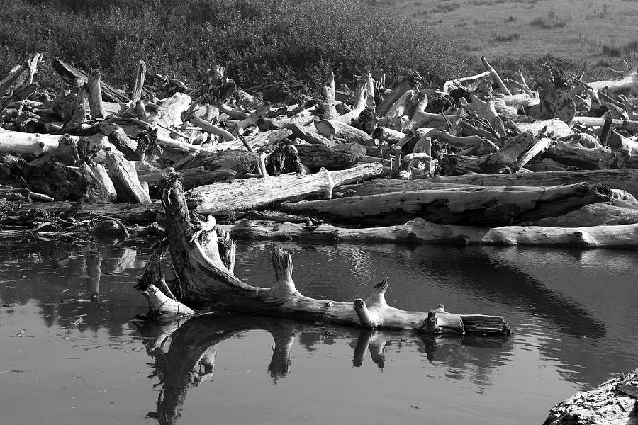 The Shape of Driftwood Photograph by Lorraine Devon Wilke