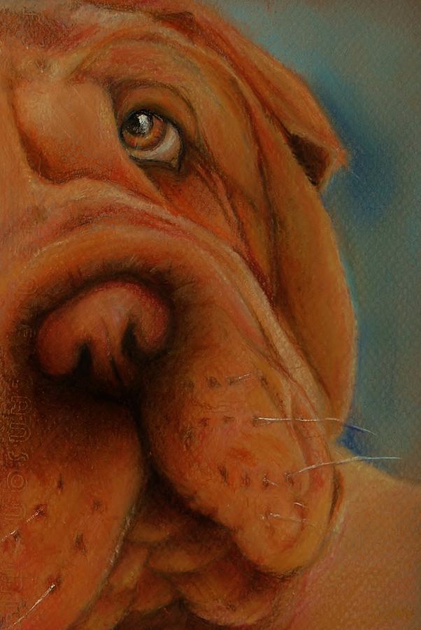 The Shar-Pei  Drawing by Jean Cormier