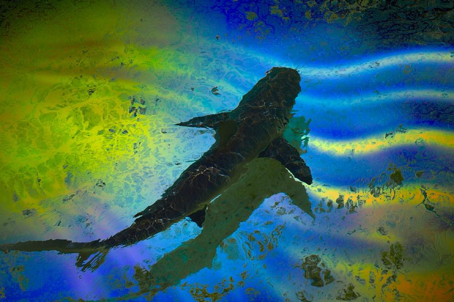 The shark Digital Art by Katerina Kovatcheva