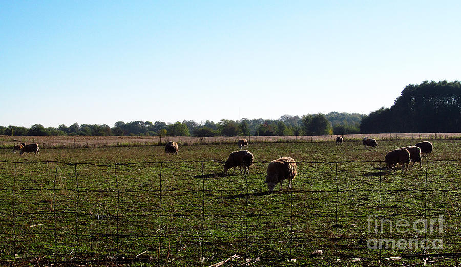 The Sheep At Midday Photograph