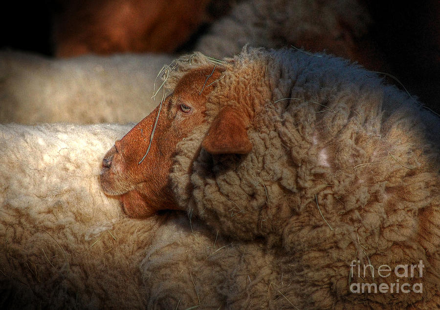 The Sheep Photograph by Kathy Baccari