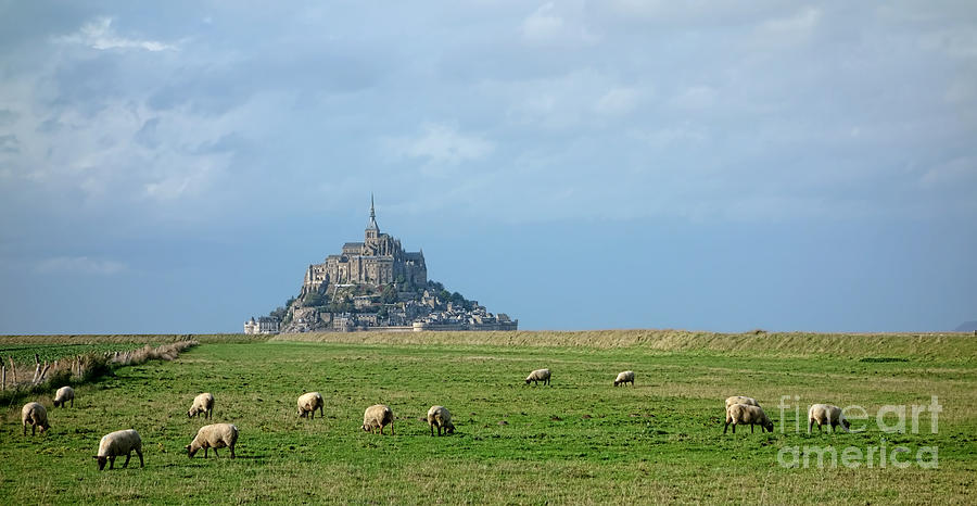 The Sheep of Mont Saint Michel Photograph by Olivier Le Queinec
