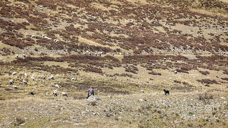 Sheep Photograph - The Sheepherder by Janice Pariza