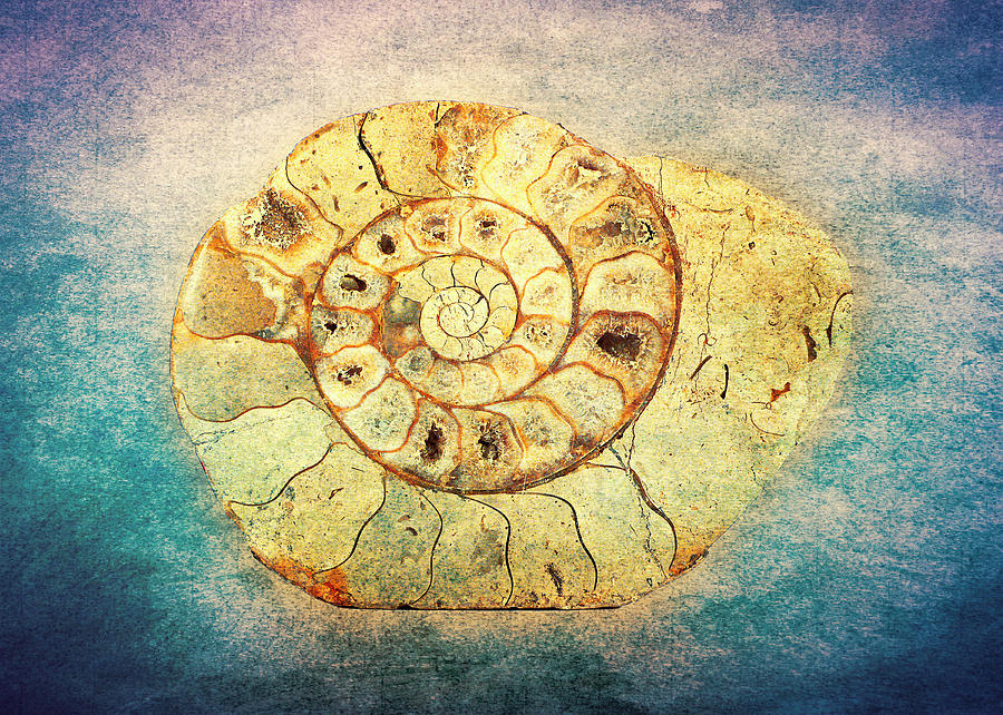 Shell Photograph - The Shell - Fibonacci - The Golden Spiral - in Nature by Denis Marsili
