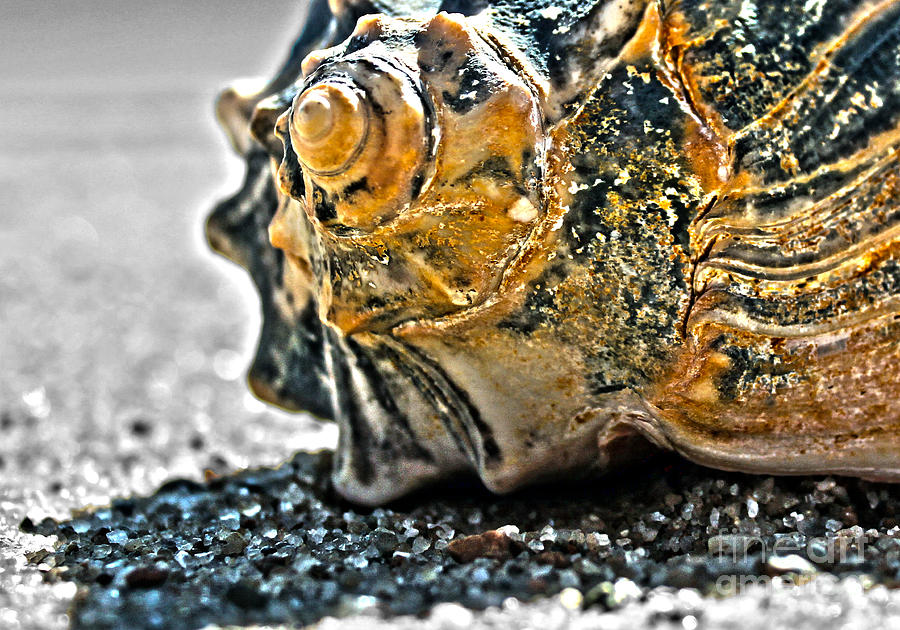 The Shell On The Sand Photograph by Sebastian Mathews Szewczyk